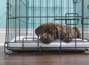 Devez-vous couvrir la cage de votre chien ?
