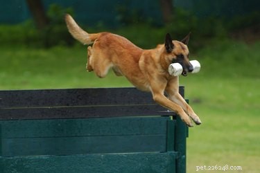 Schutzhund 개 훈련을 스스로 할 수 있습니까?