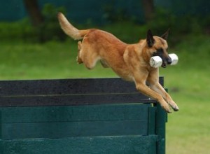 Schutzhund 개 훈련을 스스로 할 수 있습니까?