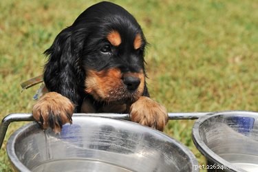 강아지가 물그릇에서 노는 것을 막으십시오
