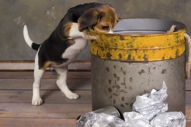 Como impedir que um cachorro passe pelo lixo
