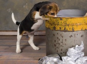 Come impedire a un cane di passare attraverso la spazzatura