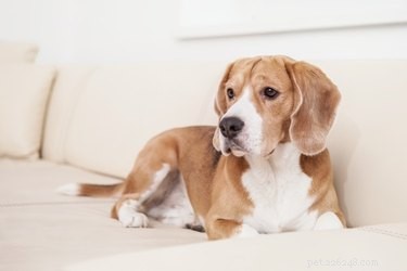 Voorkom dat uw hond onbenullig wordt op meubels