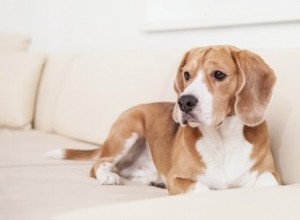 Förhindra din hund från att bli potta på möbler