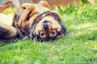 Как отучить собаку кататься по траве