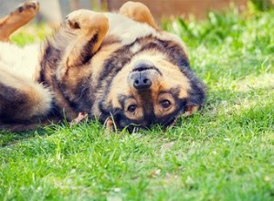 Hur man hindrar en hund från att rulla i gräset