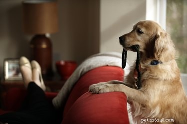 Waarom worden honden gek als je hun halsband afdoet?