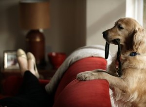 Varför flippar hundar när du tar av sig halsbandet?