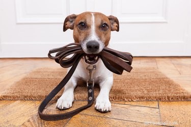 Waarom worden honden gek als je hun halsband afdoet?