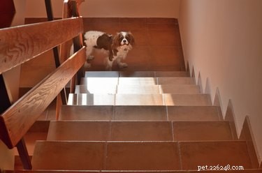 Un modo semplice per impedire ai cani di salire al piano di sopra