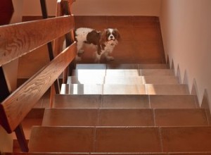 개가 위층으로 올라가는 것을 방지하는 쉬운 방법