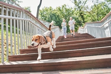 Uma maneira fácil de impedir que os cães subam as escadas