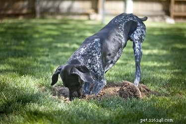 Cosa posso spruzzare nel mio cortile per impedire ai cani di scavare?