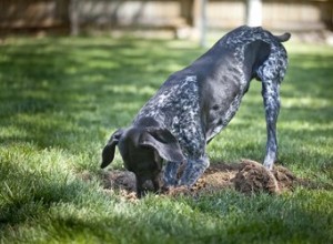 O que posso pulverizar no meu quintal para evitar que os cães cavem?