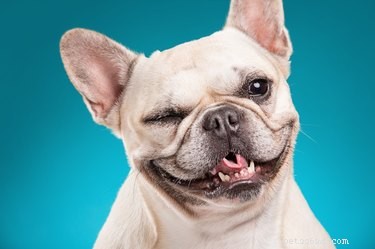 Como treinar um cão a sorrir
