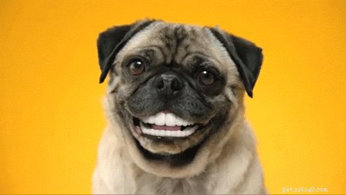 Come addestrare un cane a sorridere