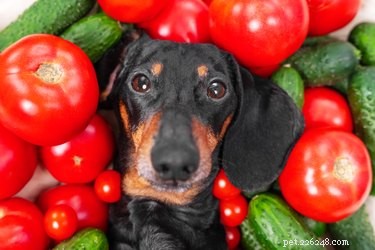 Är tomatsås skadligt för hundar?