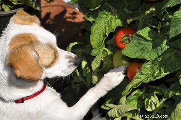Is tomatensaus schadelijk voor honden?