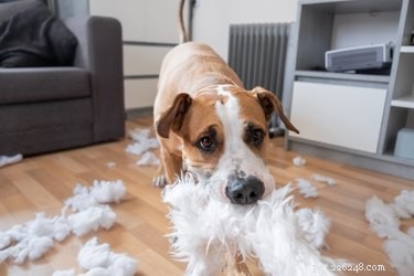 Spray maison à utiliser pour que les chiens ne mâchent pas les meubles