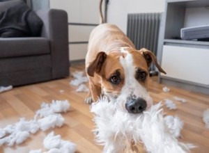 Spray maison à utiliser pour que les chiens ne mâchent pas les meubles