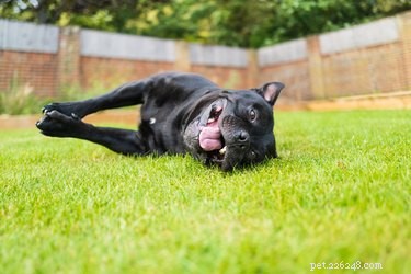 Wat kan ik in de tuin neerzetten om de geur van hondenpoep te bestrijden?