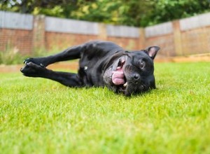 Cosa posso mettere giù nel cortile per controllare l odore di cacca di cane?