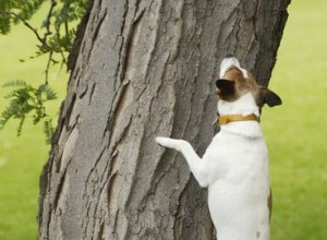 Jak postavit cvičnou trubku pro veverčího psa