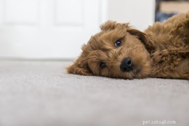 Vad man ska spraya på mattan för att undvika att hundar kissar