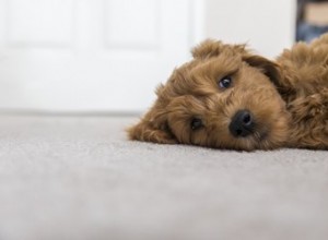 Vad man ska spraya på mattan för att undvika att hundar kissar