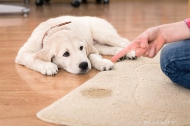 Come disciplinare i cuccioli per la minzione