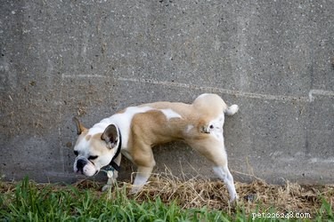 Hur du hindrar din hund från att urinera på betong