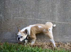 Jak zabránit tomu, aby váš pes močil na beton