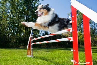 Jak vyrobit vybavení pro agility psů z PVC trubky