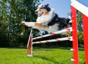 Jak vyrobit vybavení pro agility psů z PVC trubky