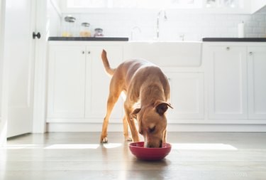 Lijst met rauwe groenten die goed zijn voor uw hond