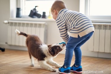Jak vycvičit psa, aby nebyl tak přilnavý
