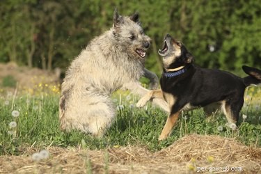 한 마리가 공격적일 때 두 마리의 개를 돕는 방법