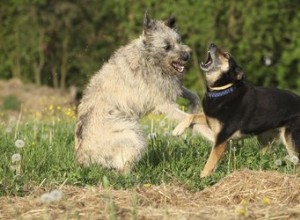 Jak pomoci dvěma psům vycházet, když je jeden agresivní