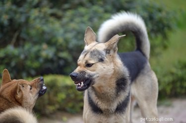 1匹が攻撃的であるときに2匹の犬が仲良くなるのを助ける方法 