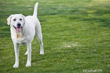 Co odstraňuje zápach psí moči?