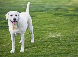 Co odstraňuje zápach psí moči?