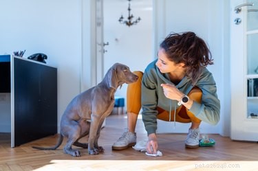 O que remove o cheiro de urina de cachorro?