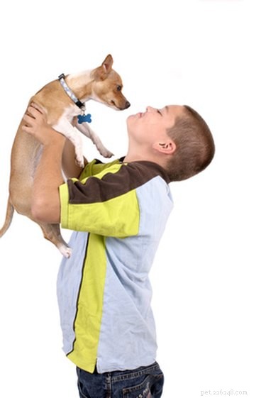 Come addestrare un Chihuahua Terrier