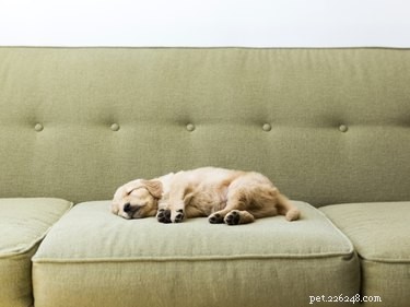 Como impedir que um cachorro faça xixi no sofá