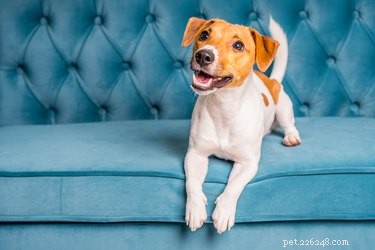 Hur man hindrar en hund från att kissa på soffan