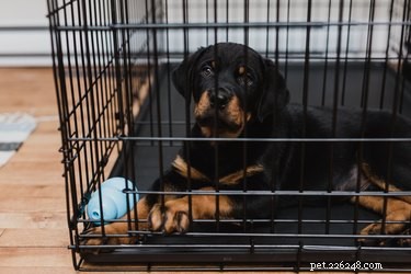 Как заставить щенка перестать ныть в клетке