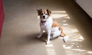 Hur tar jag bort torkade hundurinfläckar från mattan med vinäger?