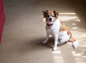 Jak odstraním zaschlé skvrny psí moči z koberce octem?