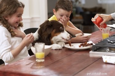 燻製肉を犬に与えることの効果は何ですか？ 