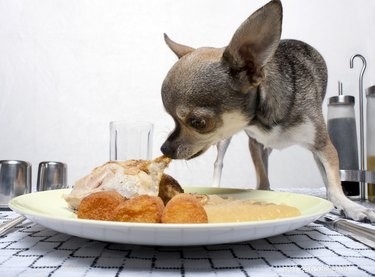 훈제 고기를 개에게 먹이면 어떤 효과가 있습니까?